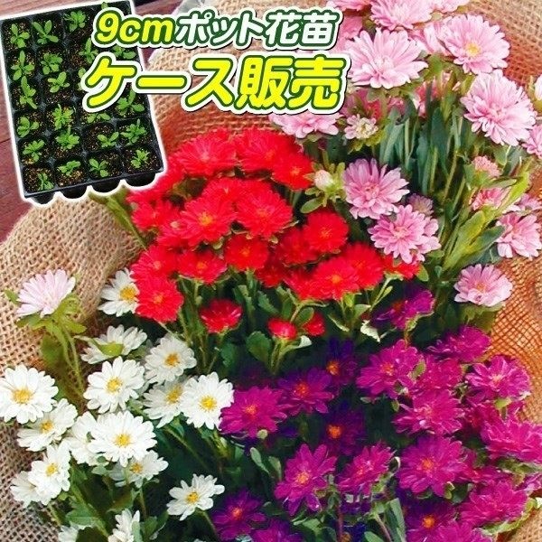 ケース花苗 マイクロアスターミックス(無選別)
