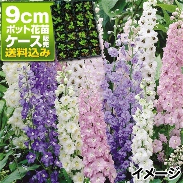 ケース花苗 デルフィニウムミックス(無選別)