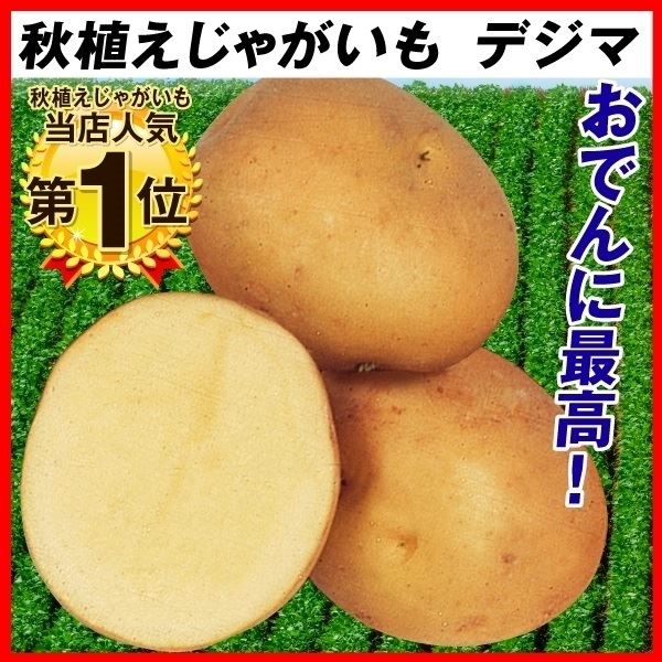 種芋 秋植えじゃがいも デジマ