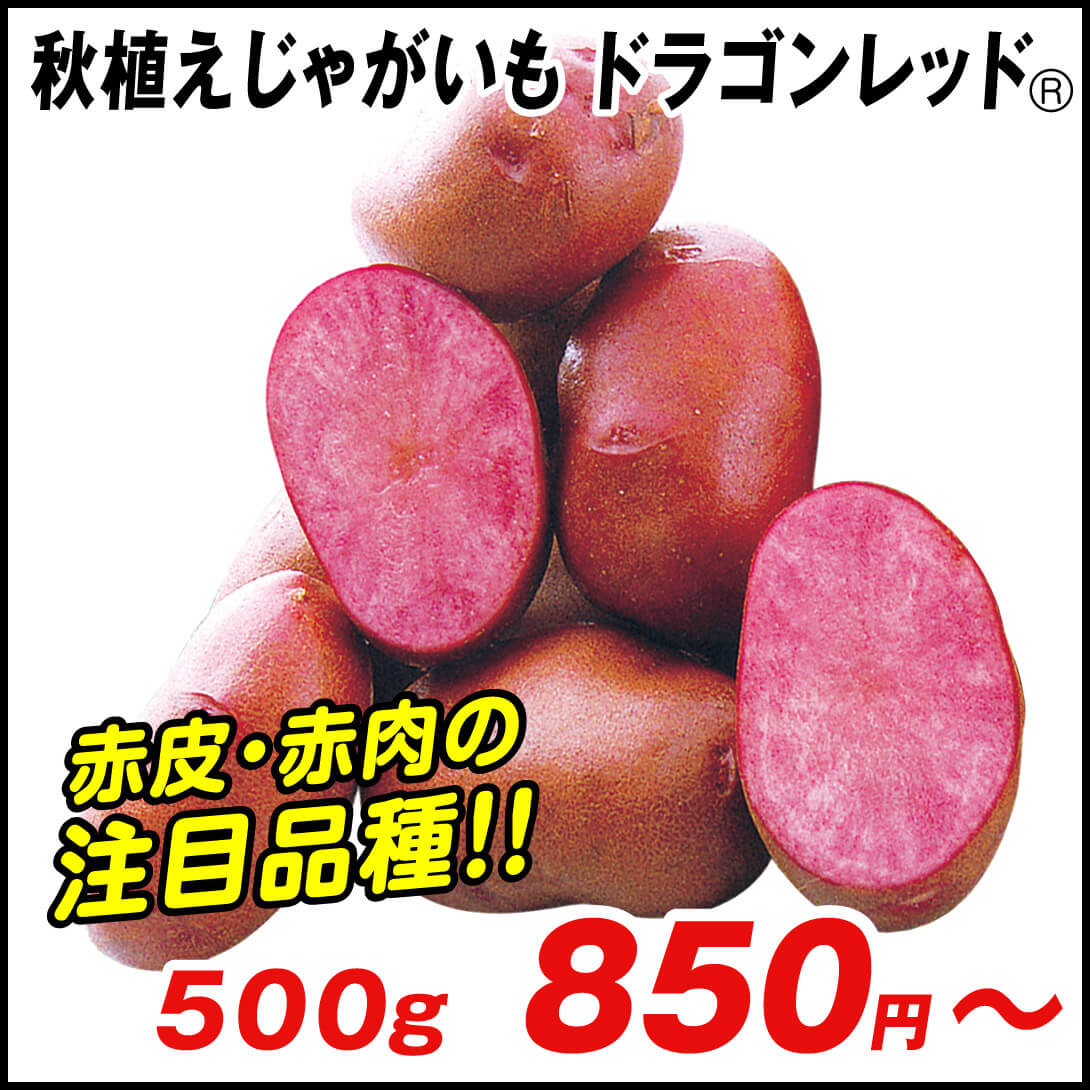 種芋 秋植えじゃがいも ドラゴンレッドR(西海31号P)