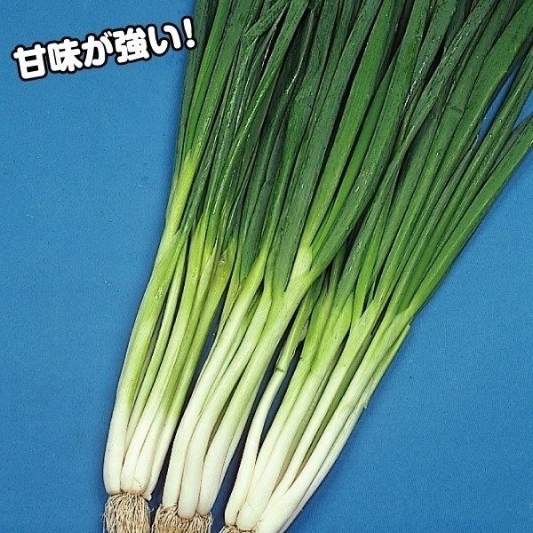 ネギ苗 越津ネギ