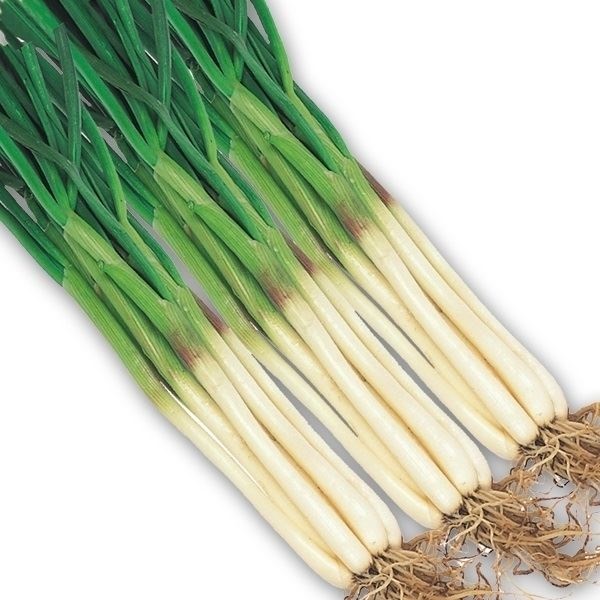 種球 ラッキョウの仲間 越のパール