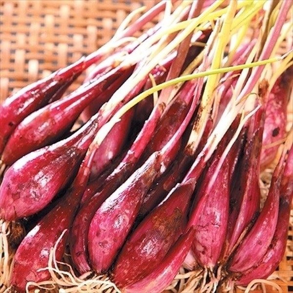 種球 ラッキョウの仲間 越のレッド