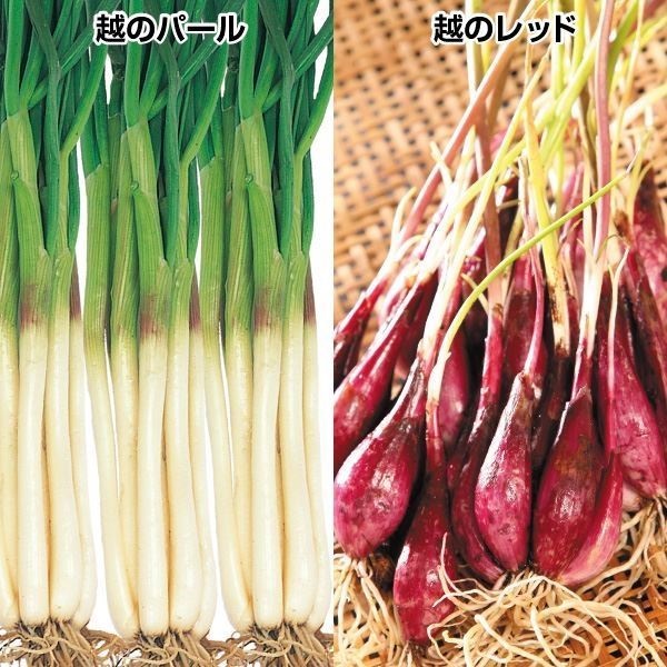 ハイブリッドラッキョウ 種球 越のパール＆レッドセット 2種500g