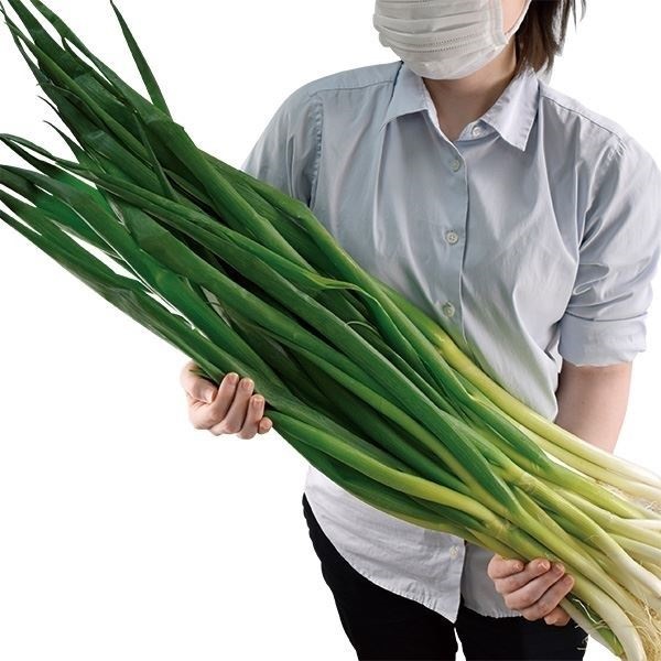 ネギ苗 京都産九条干し太ネギ