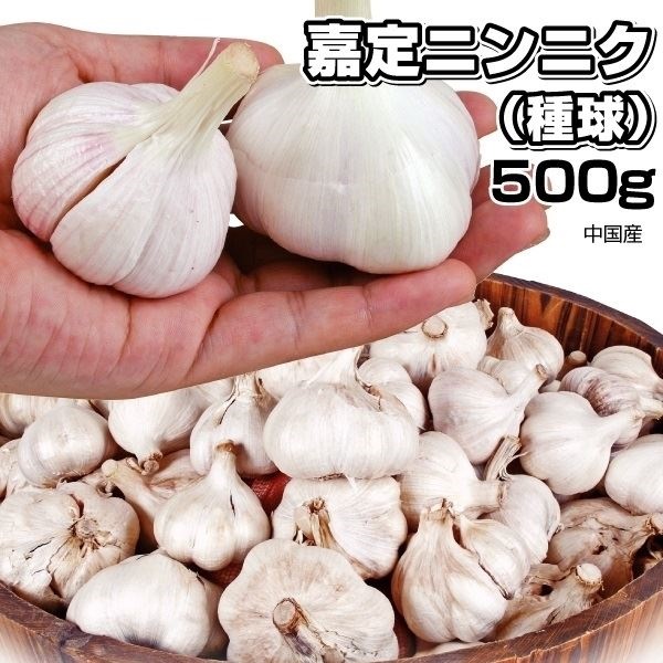 ニンニク 種球 嘉定ニンニク (種球) (中国産)