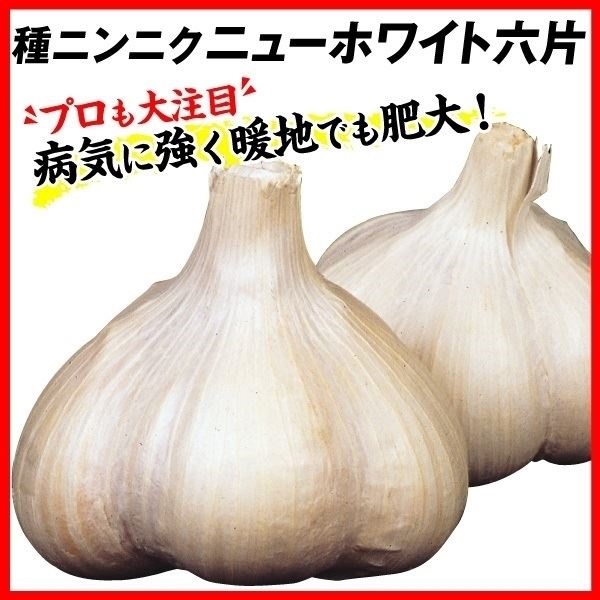 ニンニク 種球 ニューホワイト六片