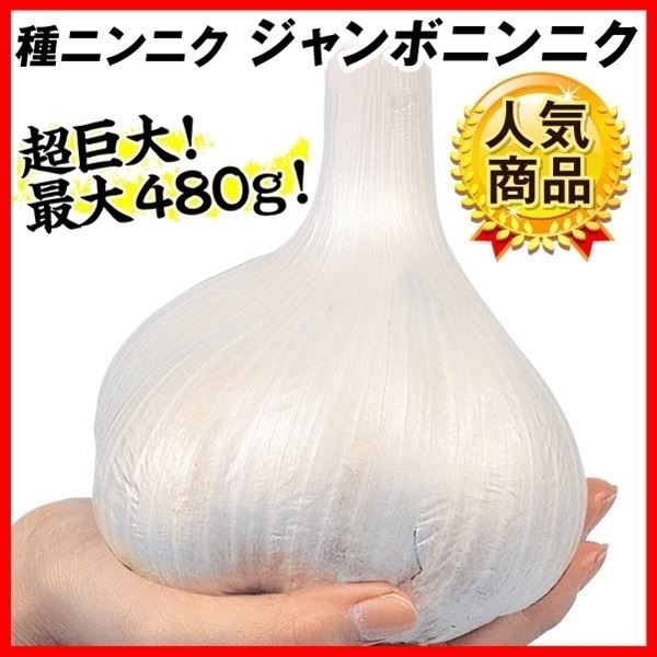 ニンニク 種球 ジャンボニンニク 種球