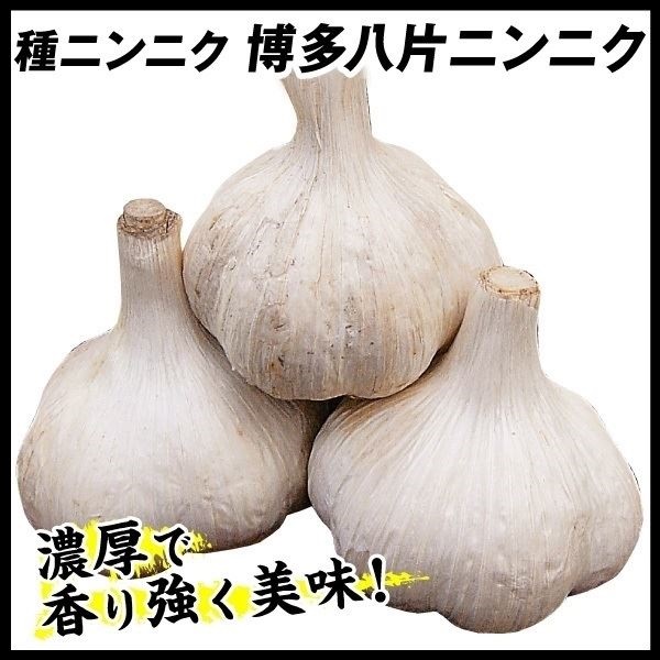 ニンニク 種球 博多八片ニンニク 種球