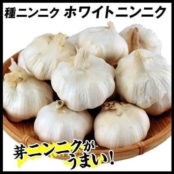 ニンニク 種球 ホワイトニンニク (種球) (中国産)