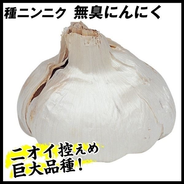 ニンニク 種球 無臭ニンニク
