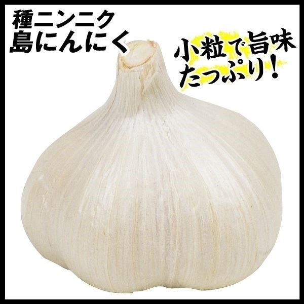 ニンニク 種球 島にんにく 250g