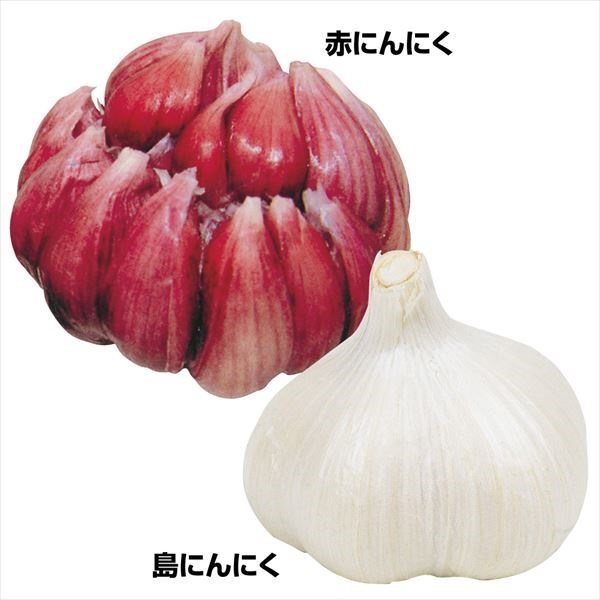 ニンニク種球 ご当地ニンニクセット 2種1組
