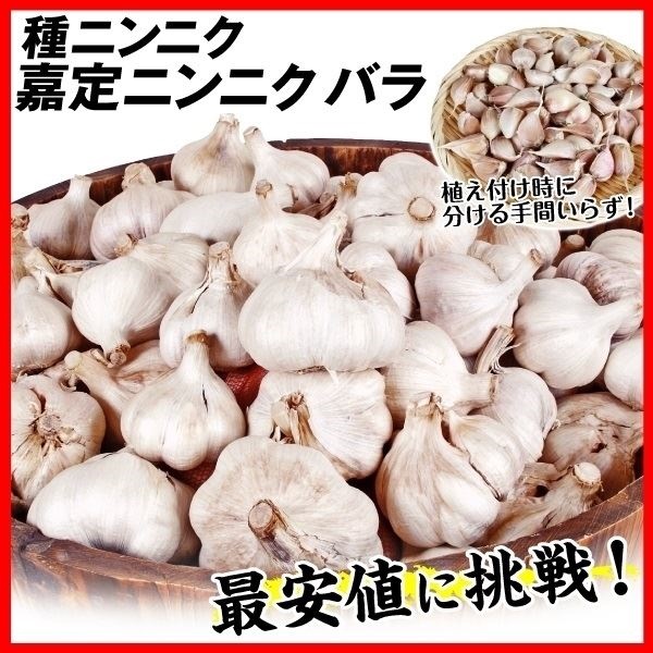 ニンニク 種球 嘉定ニンニク（バラ）（中国産） 500g 送料込み