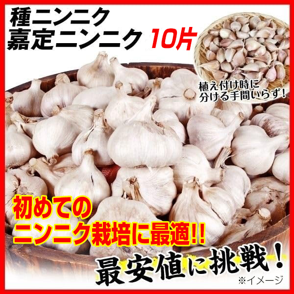 送料込み ニンニク 種球 お試し嘉定ニンニク 10片