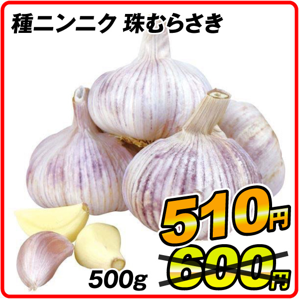 ニンニク 種球 紫ニンニク 珠むらさき (中国産)