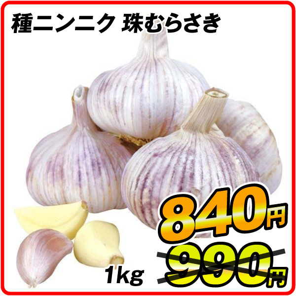ニンニク 種球 紫ニンニク 珠むらさき (中国産)