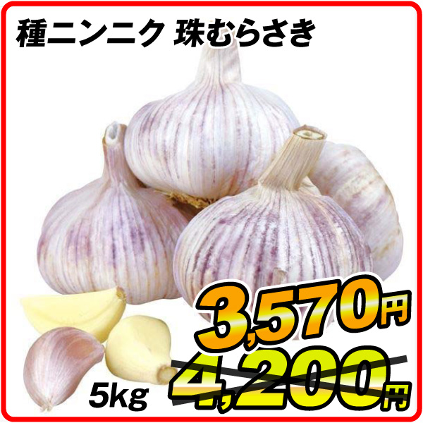 珠むらさきニンニク