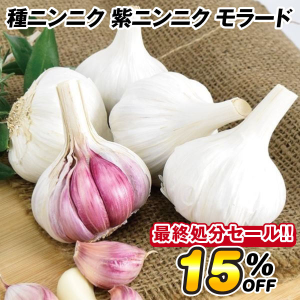 ニンニク 種球 スペイン産紫ニンニク モラード在庫処分セール