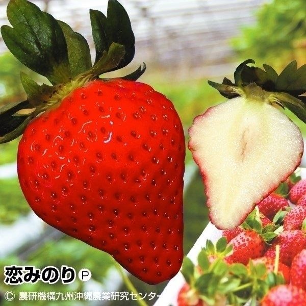 いちご苗 恋みのりPVP