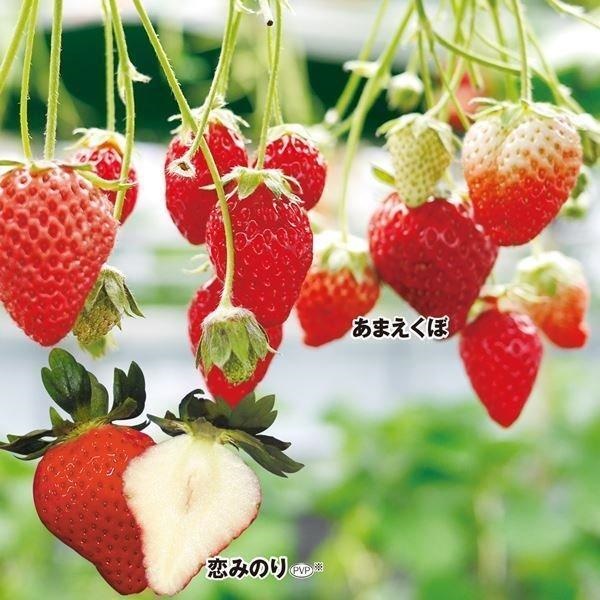いちご苗 イチ推しイチゴセット 2種6株