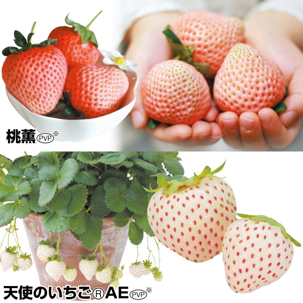 イチゴ苗 スペシャルイチゴセット 2種6株(各3株)