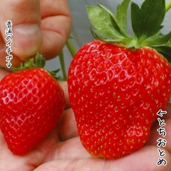 いちご苗 とちおとめ