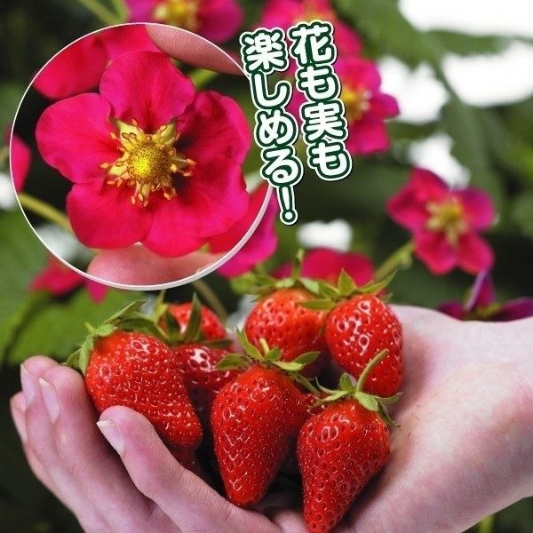 いちご苗 四季なりトスカーナ