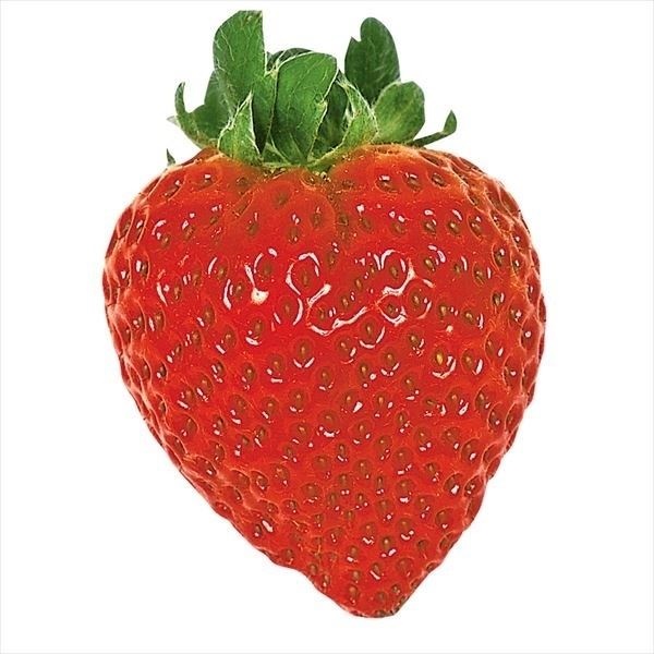 いちご苗 アイベリー