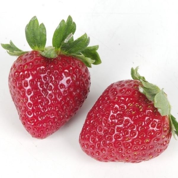 いちご苗 さちのか