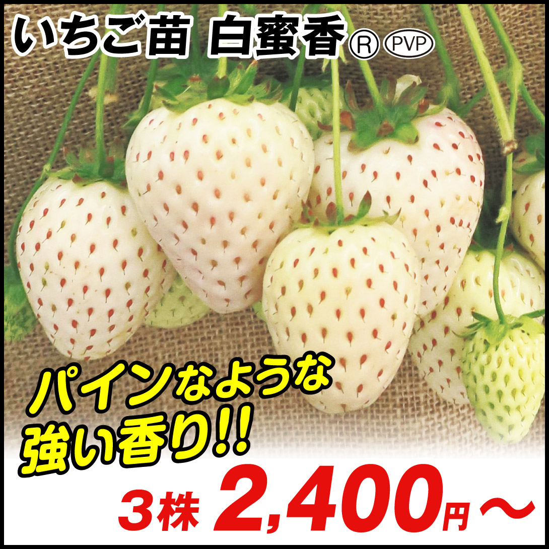 イチゴ苗 白蜜香(R) PVP