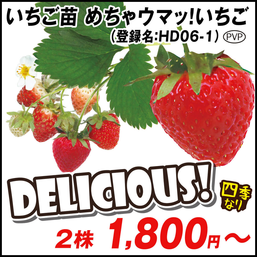 いちご苗 めちゃウマっ！いちごPVP (登録名：HD06-1)