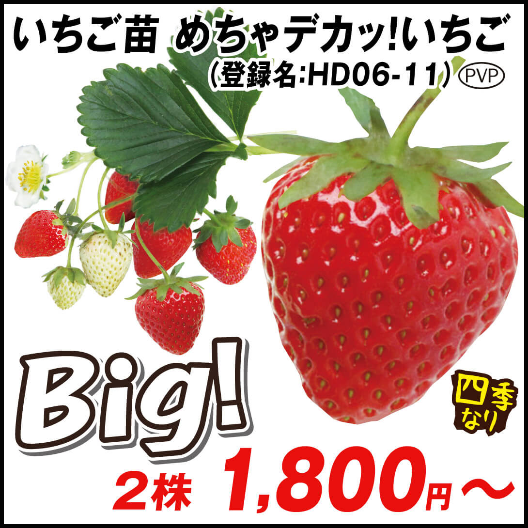 いちご苗 めちゃデカっ！いちごPVP (登録名：HD06-11)