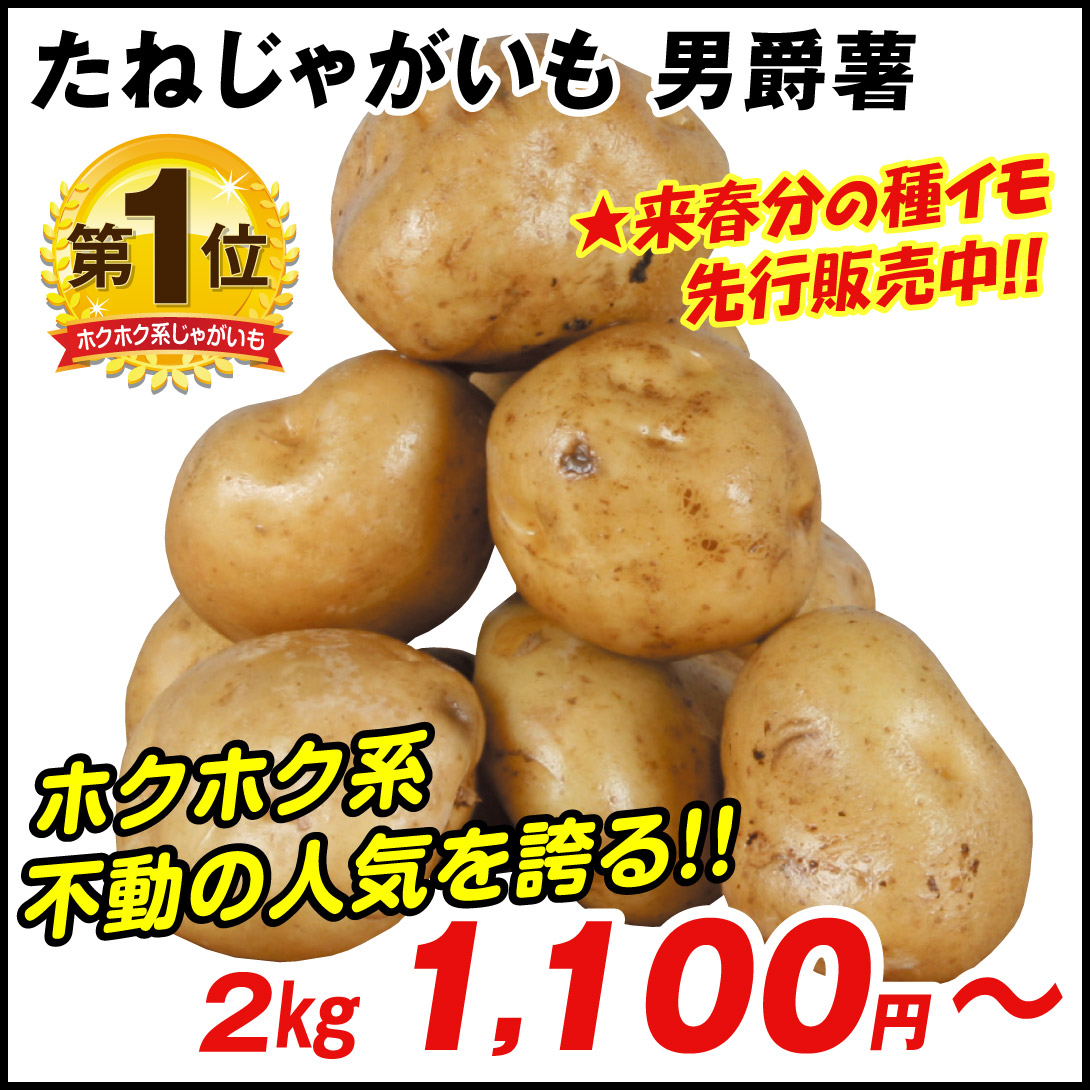 じゃがいも種芋 男爵薯 /26年春先行販売