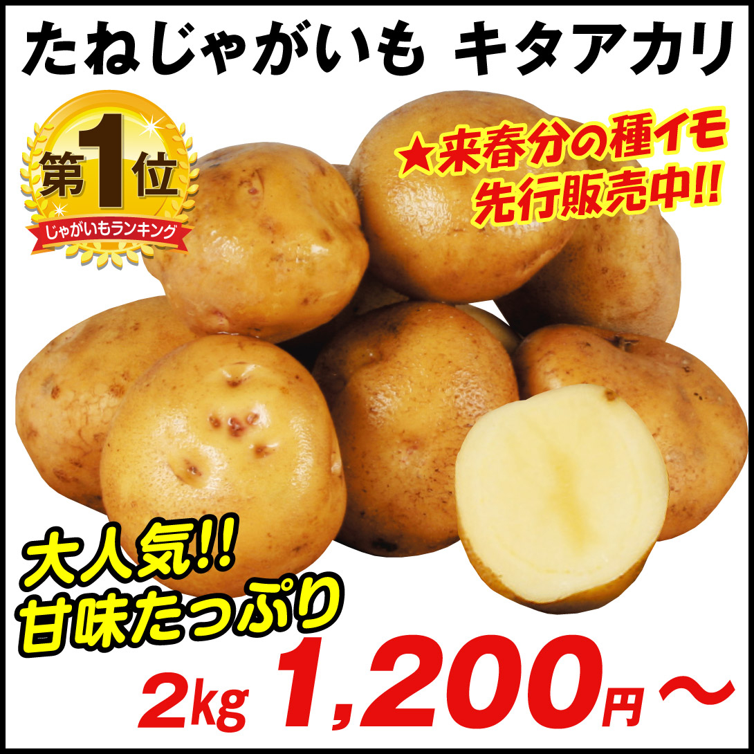 じゃがいも種芋 キタアカリ /26年春先行販売