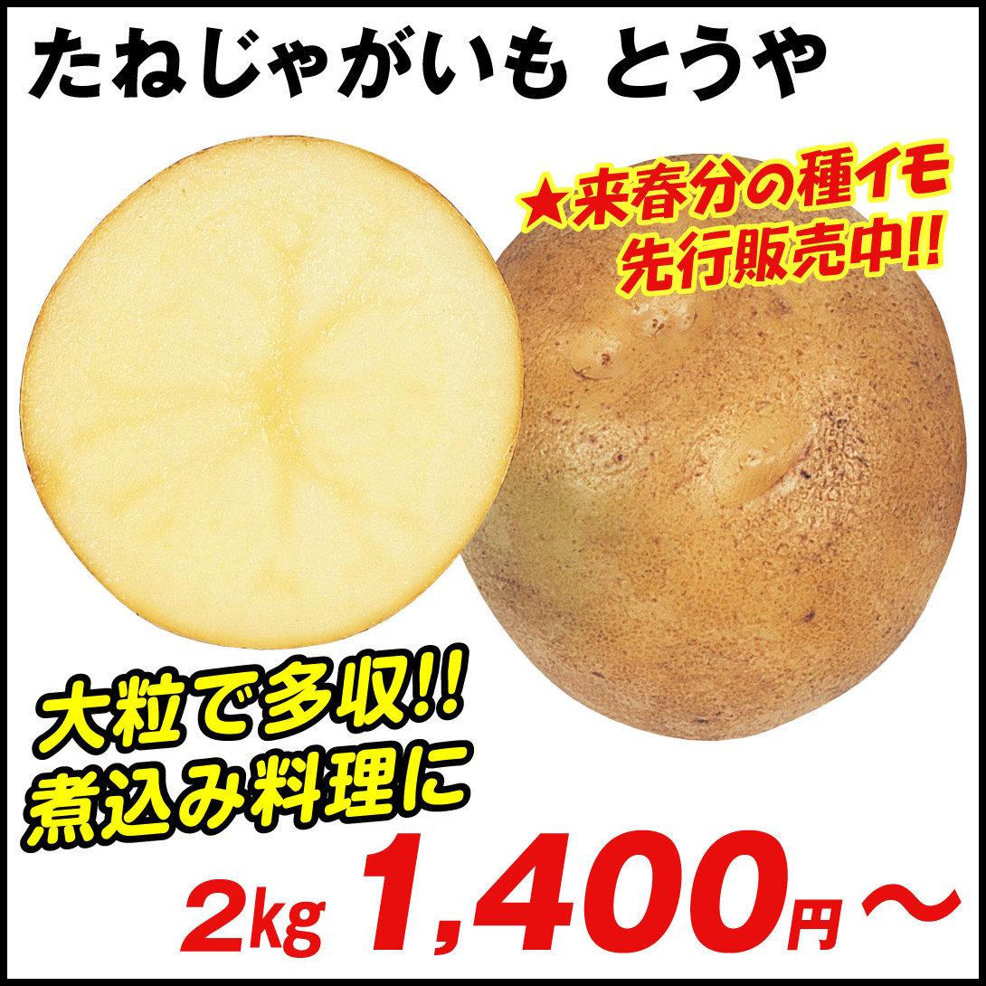 じゃがいも種芋 とうや /26年春先行販売