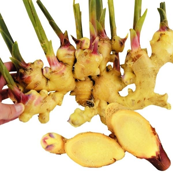 種ショウガ 大ショウガ(白肉) /26年春先行販売