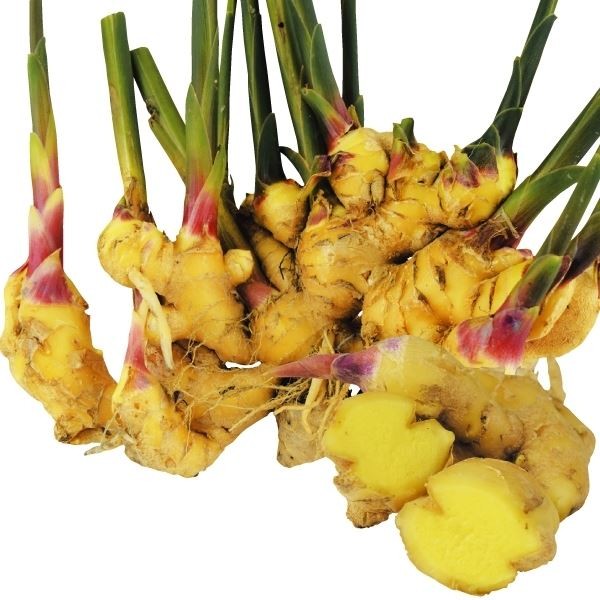 種ショウガ 大ショウガ(黄肉) /26年春先行販売
