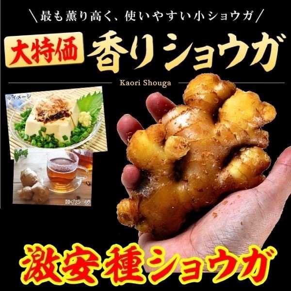 種ショウガ 香りショウガ /26年春先行販売