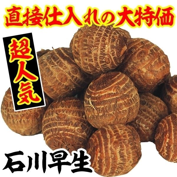 種いも 里いも 石川早生 /26年春先行販売