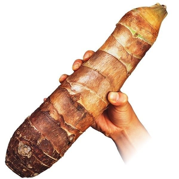 種いも 里いも タケノコイモ /26年春先行販売