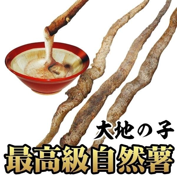 山いも種芋 じねんじょ大地の子 /26年春先行販売