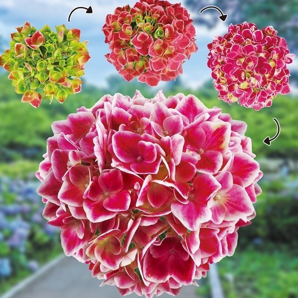 花木苗 アジサイ ストロングハート 1株 （品種登録出願中）