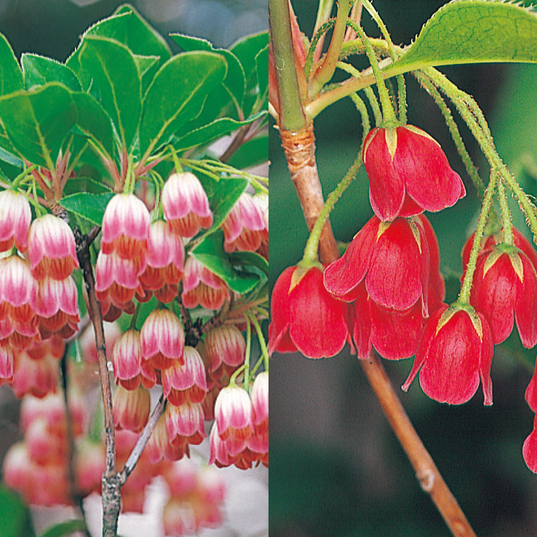 花木苗 ドウダンツツジセット 2種2株