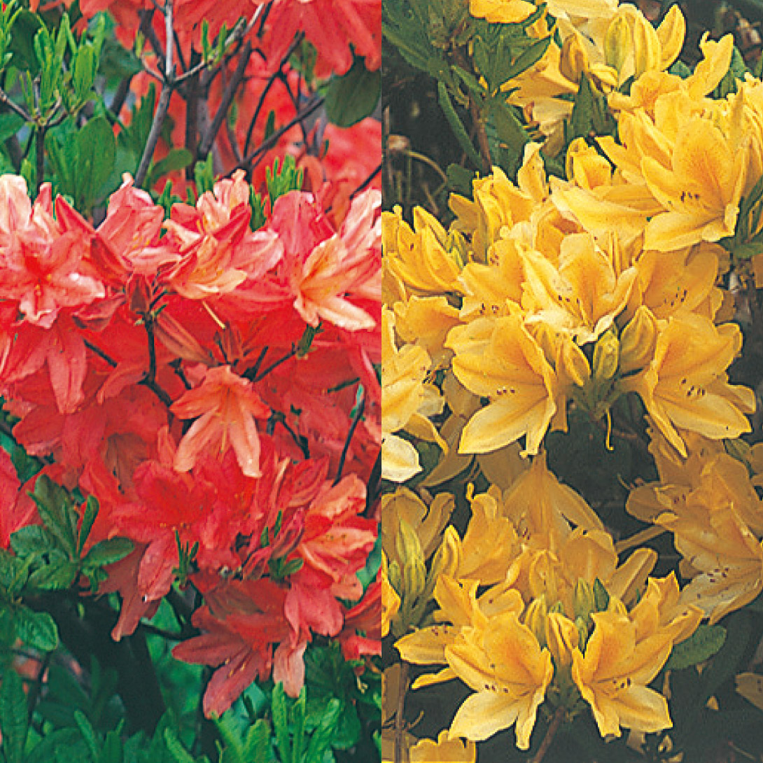 花木苗 レンゲツツジセット 2種2株