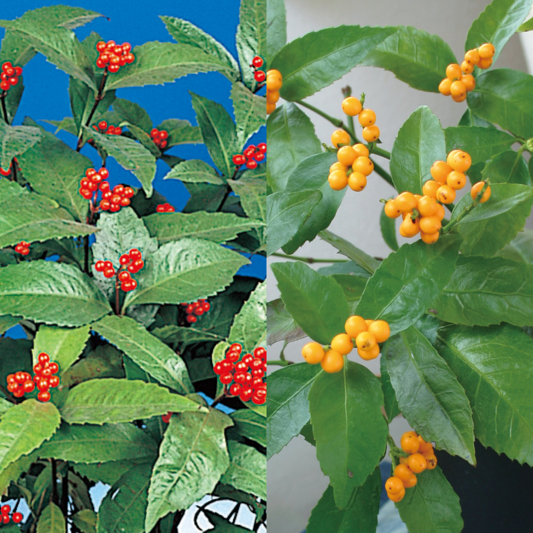 花木苗 千両セット 2種2株