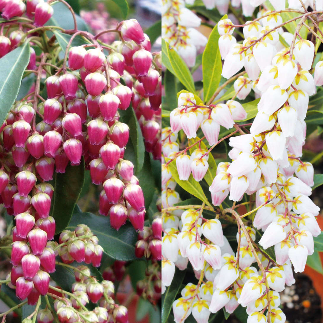花木苗 アセビセット 2種2株