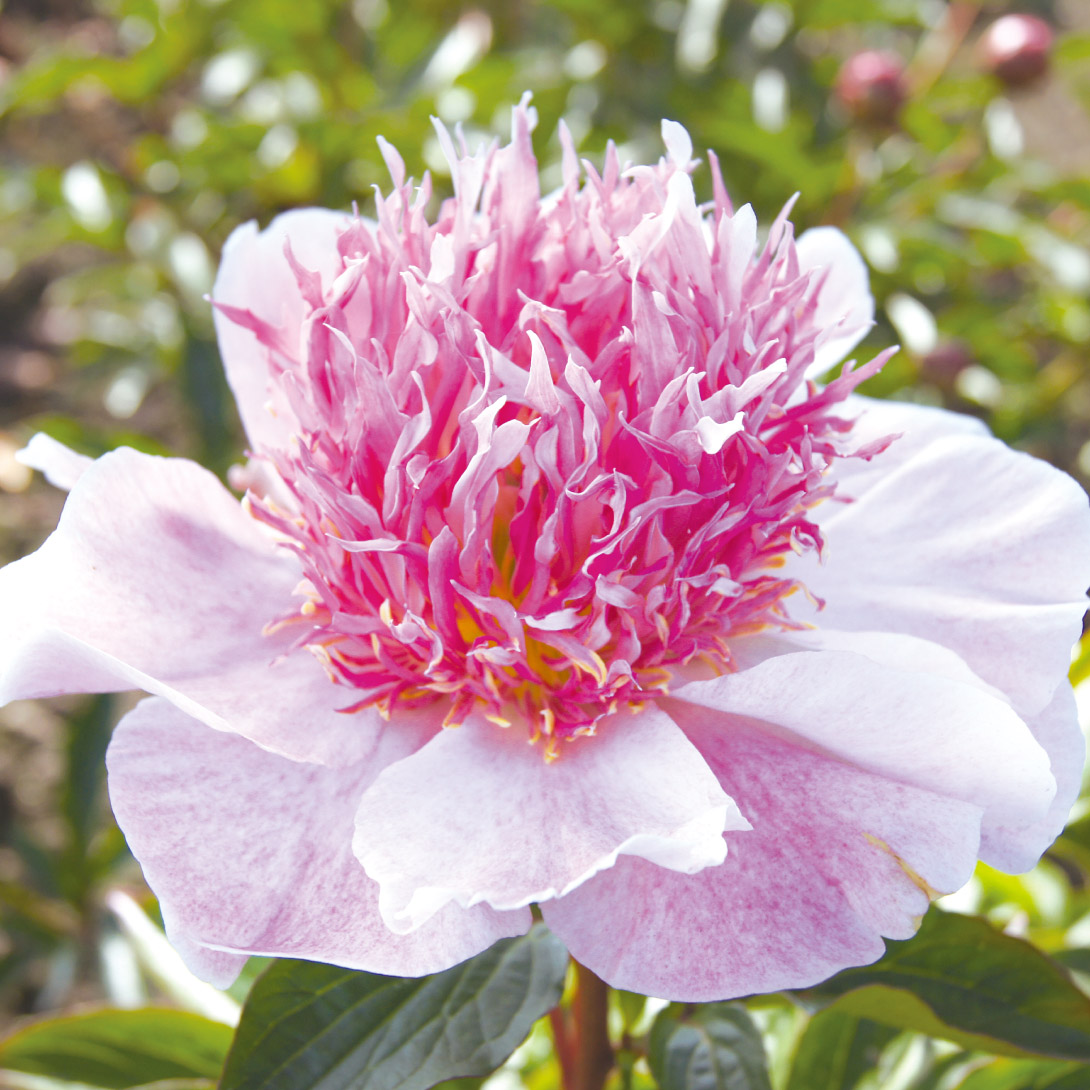 花木苗 芍薬 ドゥーテル 1株