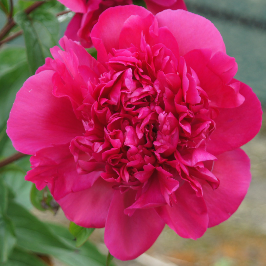 花木苗 芍薬 ビッグベン 1株