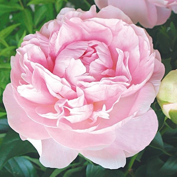 芍薬苗 かぐや姫 1株